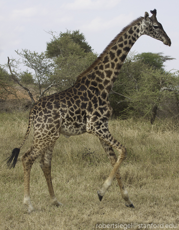 giraffe running